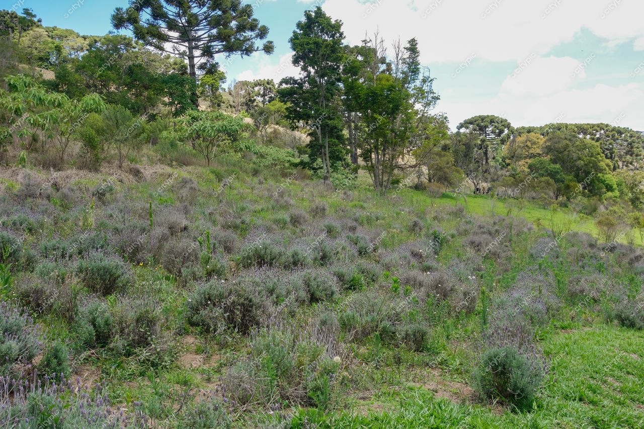 Cunha, São Paulo, encosta com vegetação diversificada e arbustos lilás em dia claro e iluminado