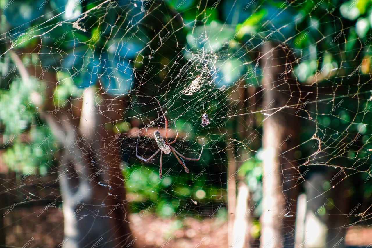 São Paulo, São Paulo, aranha em teia sob luz suave do dia com vegetação densa e ambiente suburbano