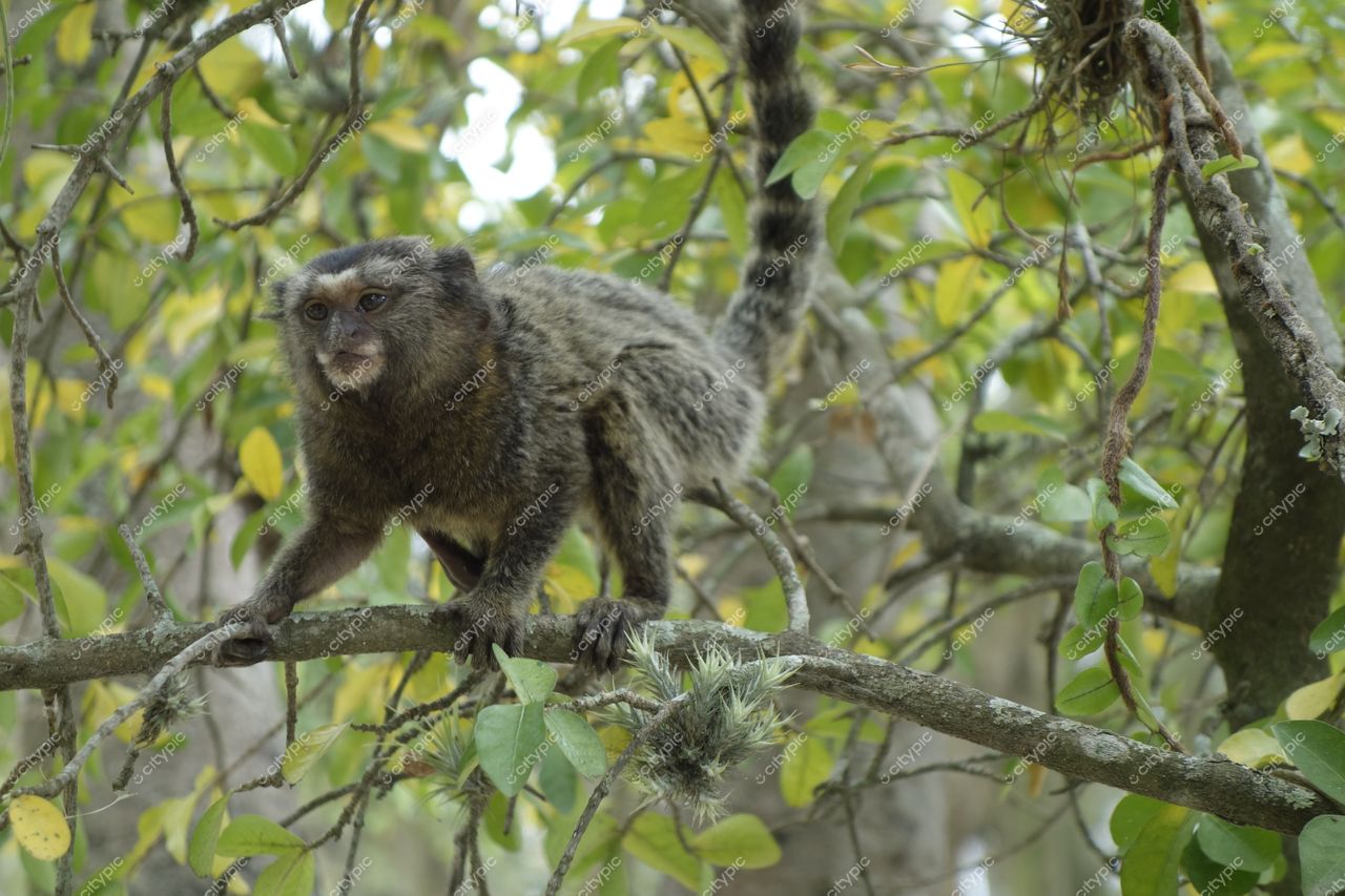 Rio de Janeiro, Rio de Janeiro, macaco sobre galho em vegetação tropical com iluminação clara e fundo verde amarelado