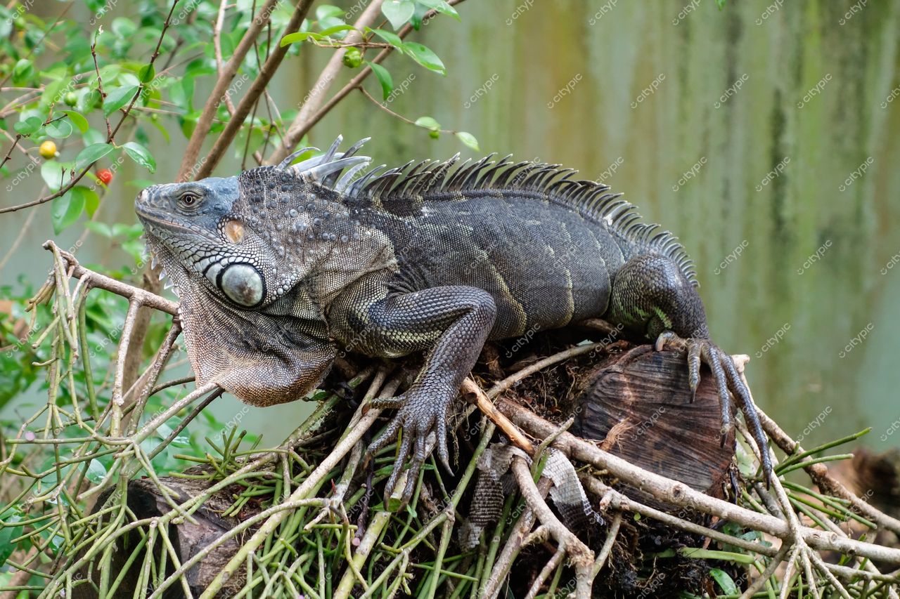 São Paulo, São Paulo, iguana repousando em galhos com vegetação densa e luz suave destacando a fauna local