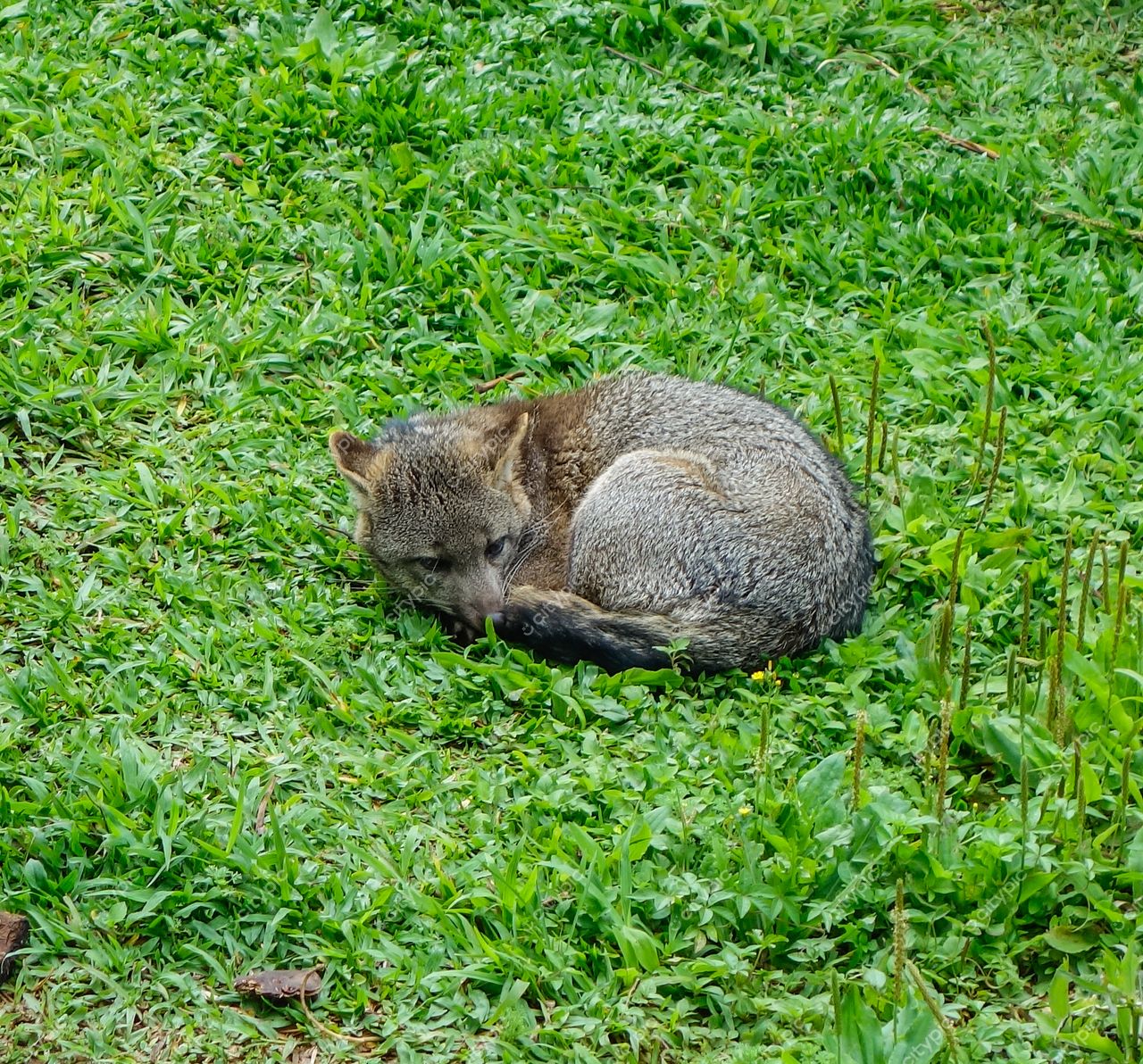 São Paulo, São Paulo, animal de pelagem marrom repousando em gramado verde com vegetação densa ao fundo durante o dia