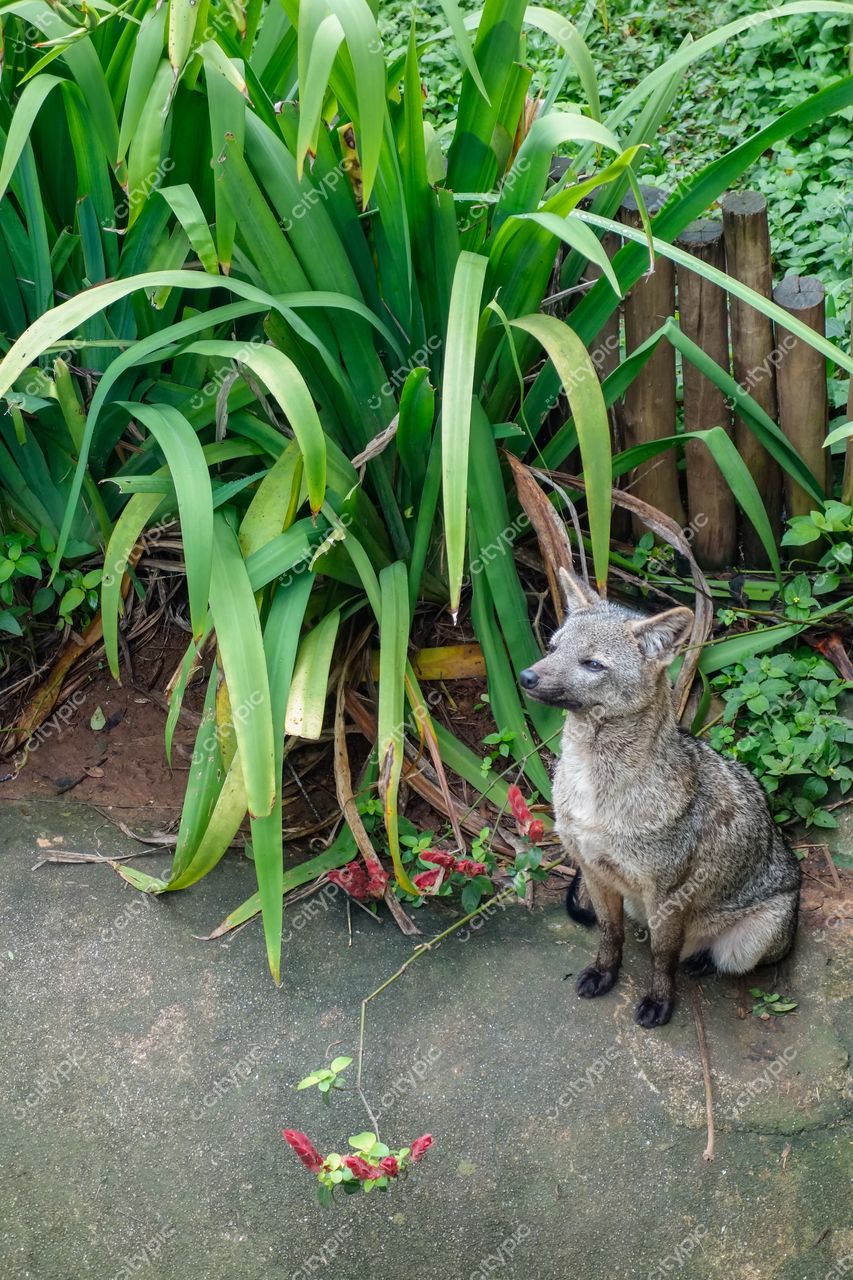 São Paulo, São Paulo, pequeno mamífero em meio à vegetação densa com iluminação natural em ambiente urbano