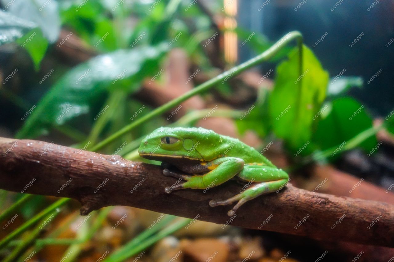 São Paulo, São Paulo rã verde em tronco de madeira com folhas tropicais e iluminação suave em habitat natural