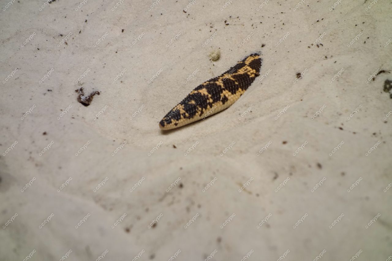 São Paulo, São Paulo cobra preta e amarela repousando sobre areia clara em ambiente natural durante o dia