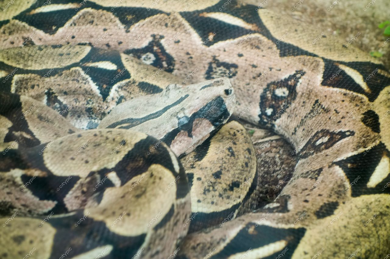 São Paulo, São Paulo, cobra jiboia em habitat natural com iluminação suave e padrões de escamas em destaque