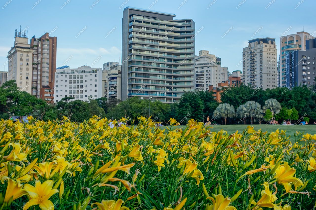 São Paulo, São Paulo, parque urbano com campo de flores amarelas e edifícios modernos ao fundo no final da tarde