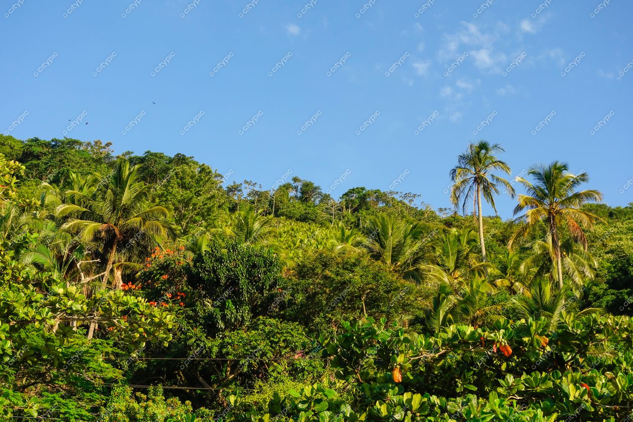 Ilhabela, São Paulo com vegetação exuberante e céu azul claro em dia ensolarado sobre colinas suaves