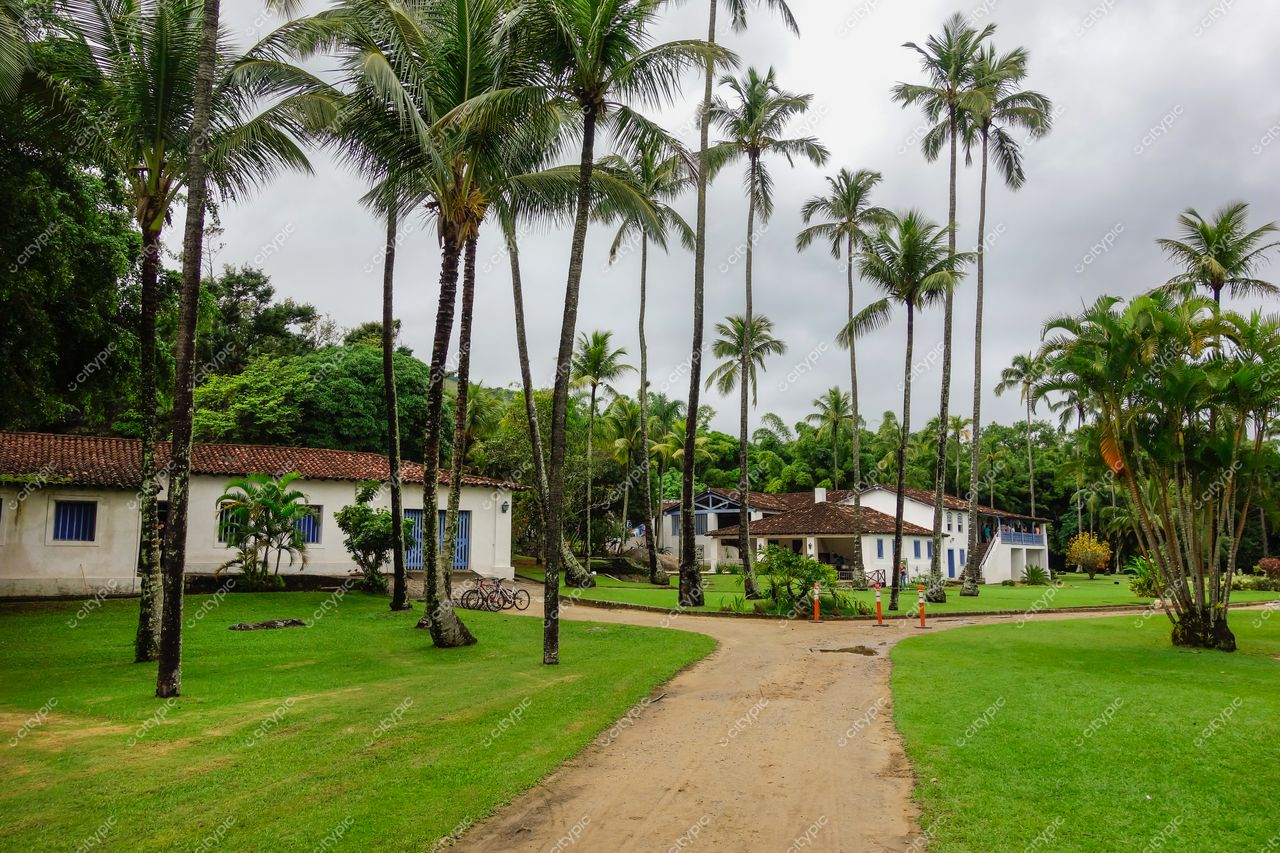 Ilhabela, São Paulo com palmeiras altas e casas coloniais brancas sob céu nublado em ambiente tranquilo