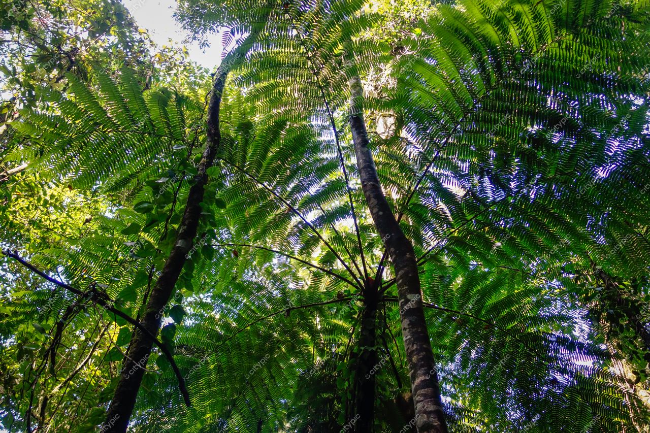 Ilhabela, São Paulo vista da densa vegetação tropical com luz natural destacando a biodiversidade local e troncos altos