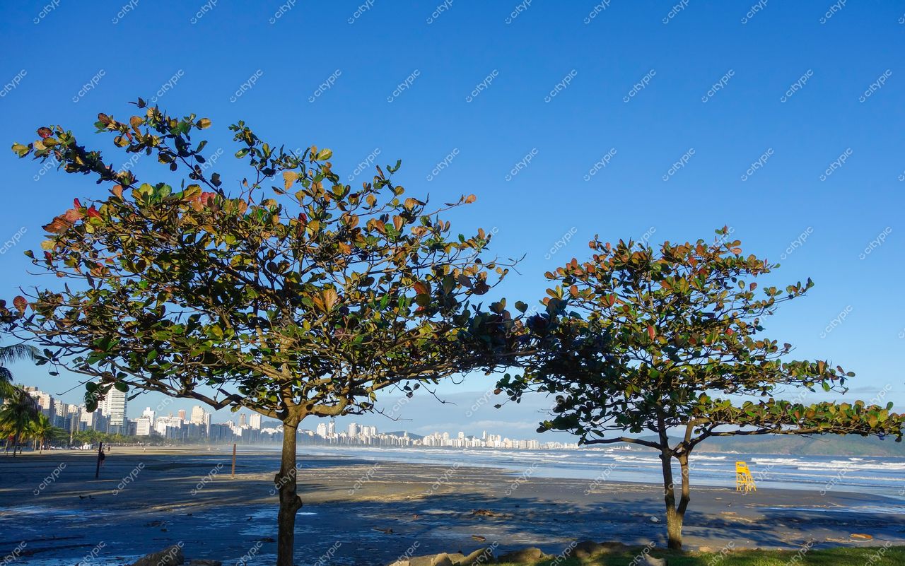 Santos, São Paulo, vista da praia em dia ensolarado com árvores verdes e edifícios na orla ao fundo