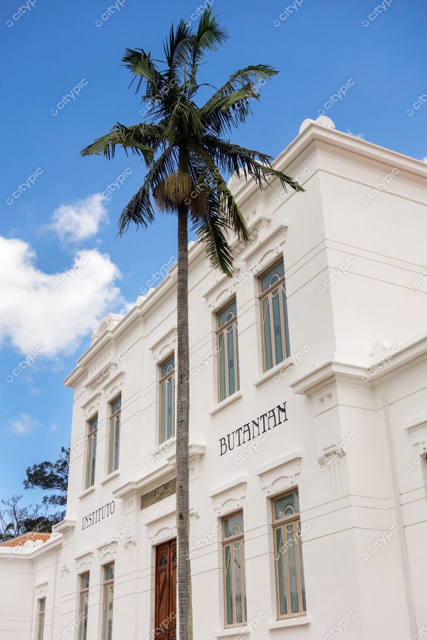São Paulo, São Paulo, Instituto Butantan com fachada branca e palmeira alta sob céu azul em ambiente urbano tranquilo