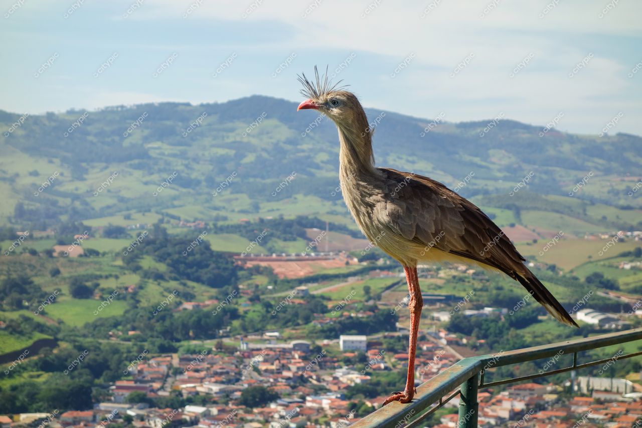 Socorro, São Paulo, seriema empoleirada em corrimão verde com montanhas e vegetação nativa ao fundo em dia ensolarado