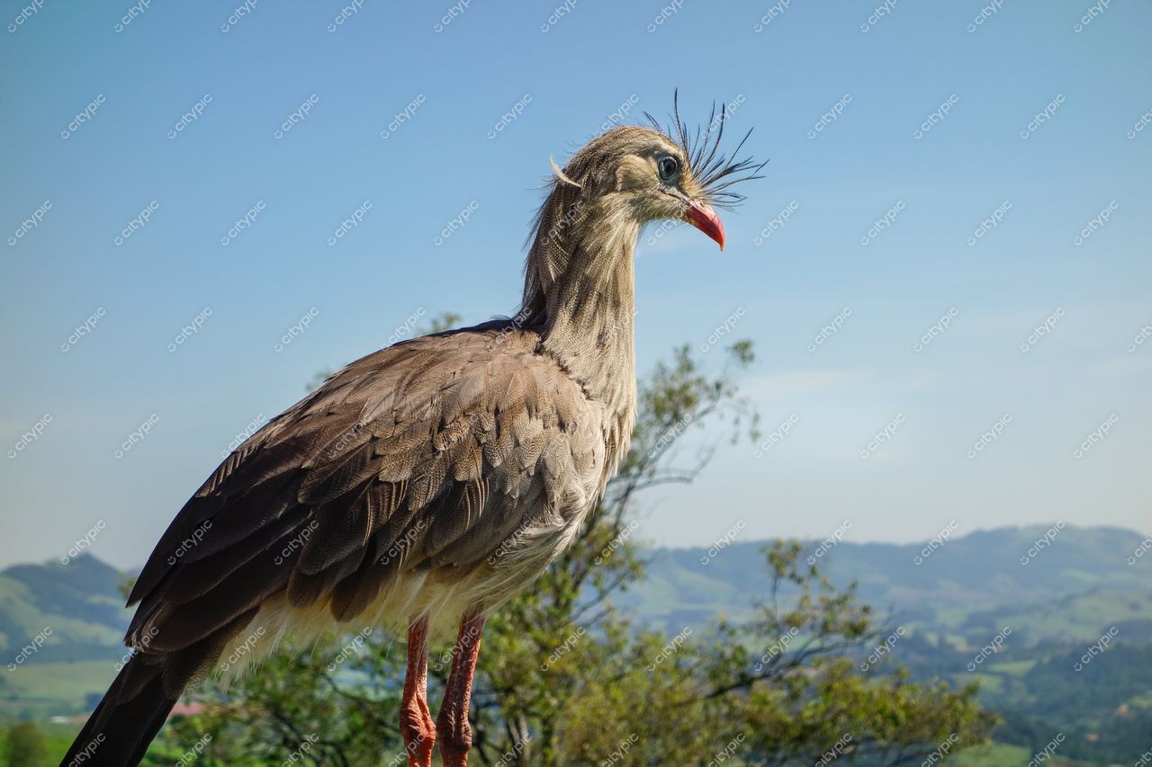 Socorro, São Paulo, pássaro nativo em destaque com plumagem cinza e montanhas suaves ao fundo durante o dia