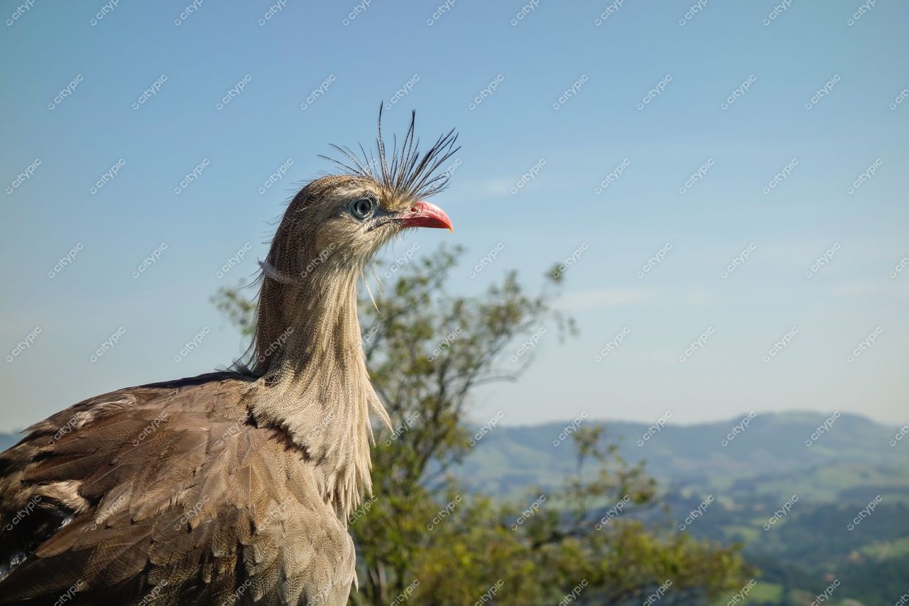 Socorro, São Paulo, pássaro de grande porte com bico vermelho em paisagem natural sob céu limpo e montanhas verdes