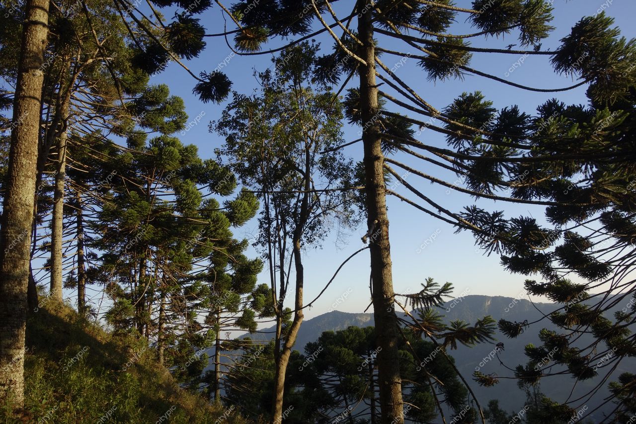 São Bento do Sapucaí, São Paulo, vegetação de araucárias em relevo montanhoso com luz suave ao amanhecer