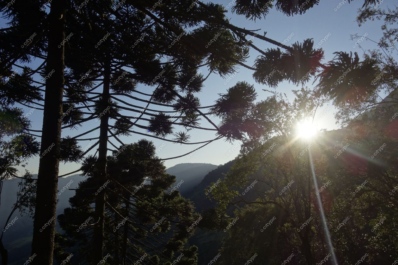 São Bento do Sapucaí, São Paulo ao amanhecer com silhuetas de pinheiros e montanhas iluminadas pelo sol nascente