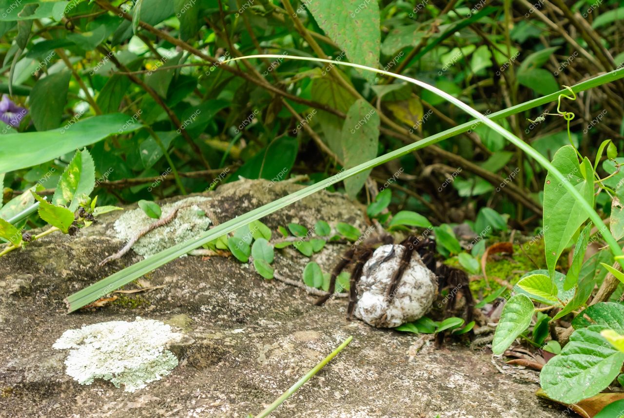 Florianópolis, Santa Catarina, aranha sobre rocha com musgo em ambiente natural iluminado por luz difusa