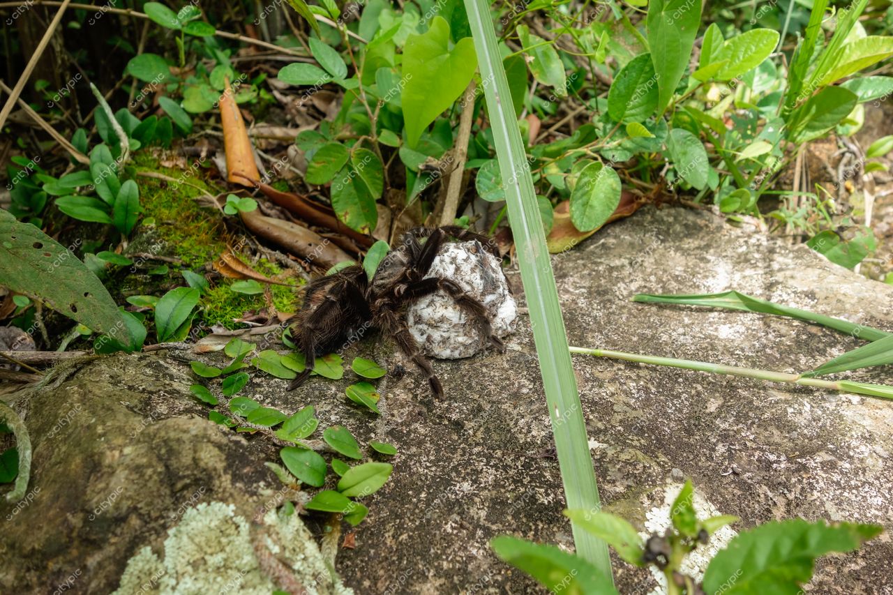 Florianópolis, Santa Catarina tarântula sobre rocha em vegetação densa com luz difusa em ambiente natural tranquilo