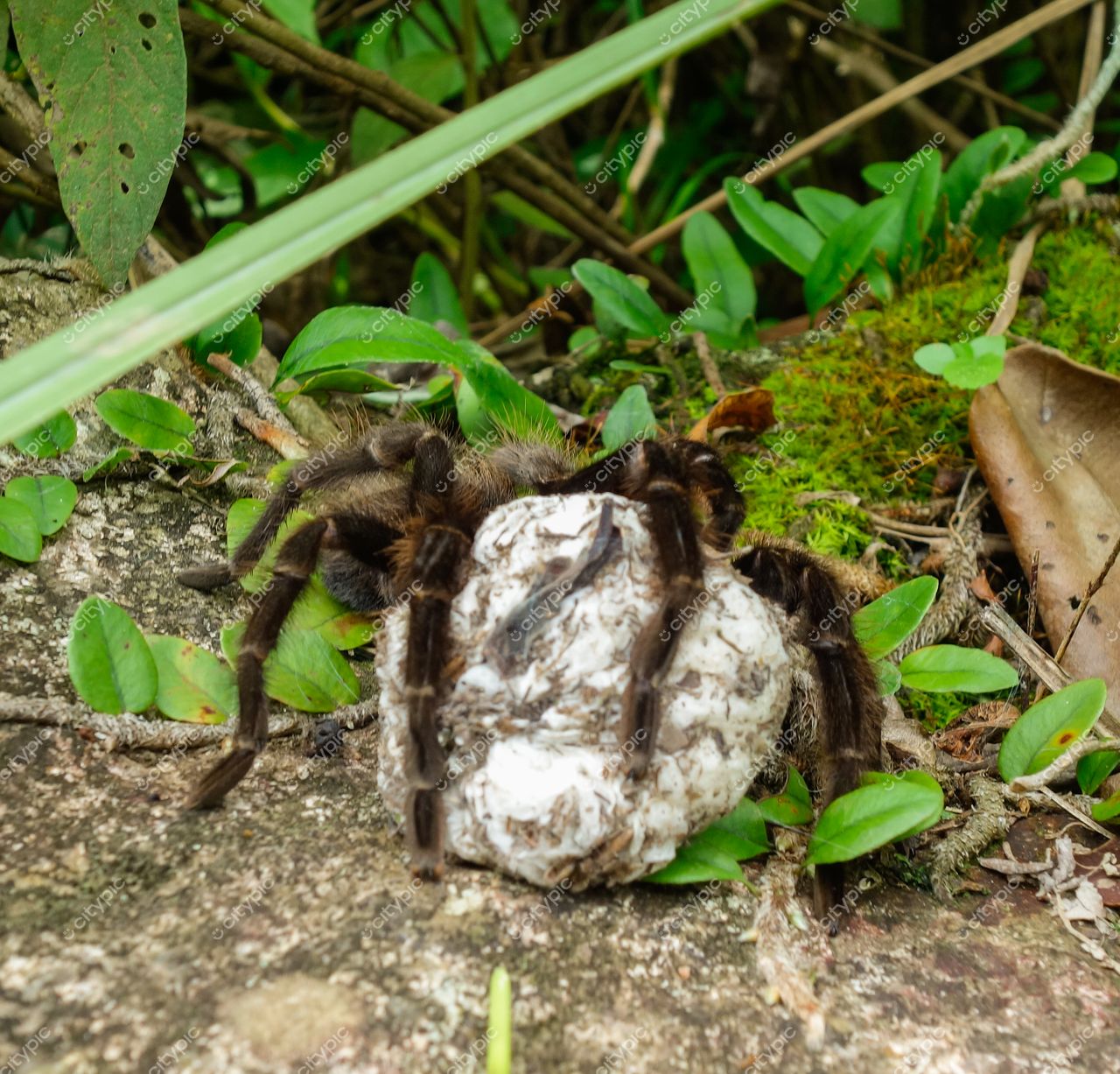 Florianópolis, Santa Catarina, tarântula sobre rocha em meio à vegetação densa com luz natural destacando detalhes
