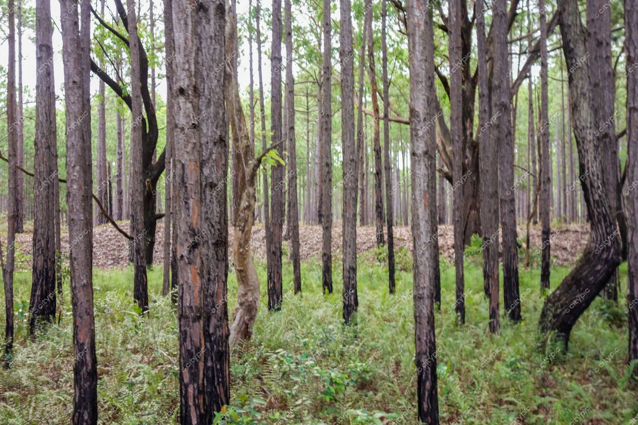 Florianópolis, Santa Catarina, floresta densa com troncos verticais e vegetação rasteira em dia nublado