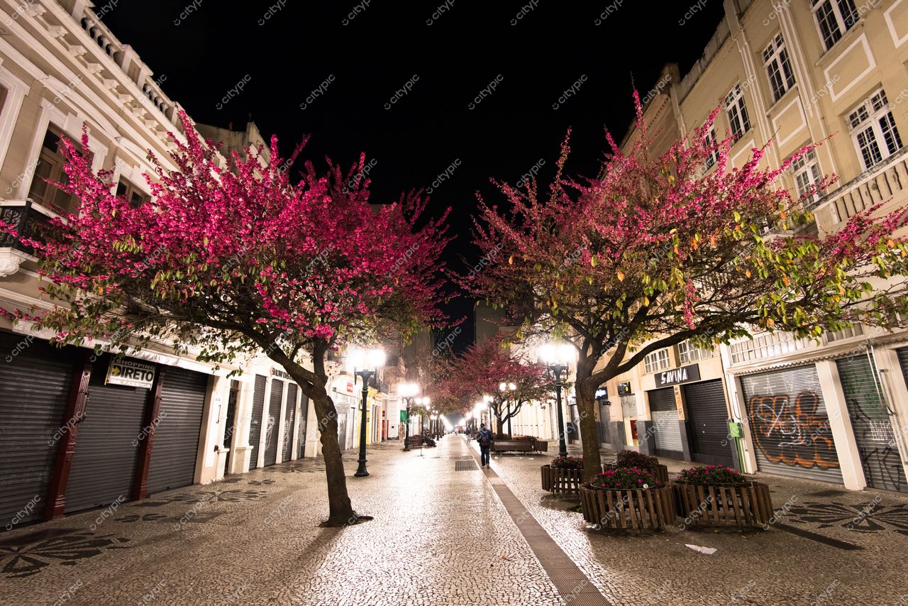 Curitiba, Paraná, rua tranquila à noite com árvores floridas e iluminação suave em paralelepípedos e fachadas históricas