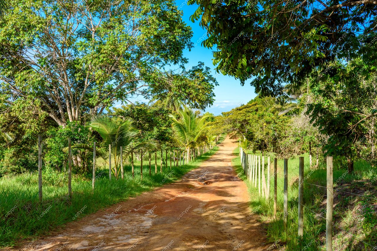 Uruçuca, Bahia caminho de terra cercado por vegetação densa em dia ensolarado com céu azul e nuvens esparsas
