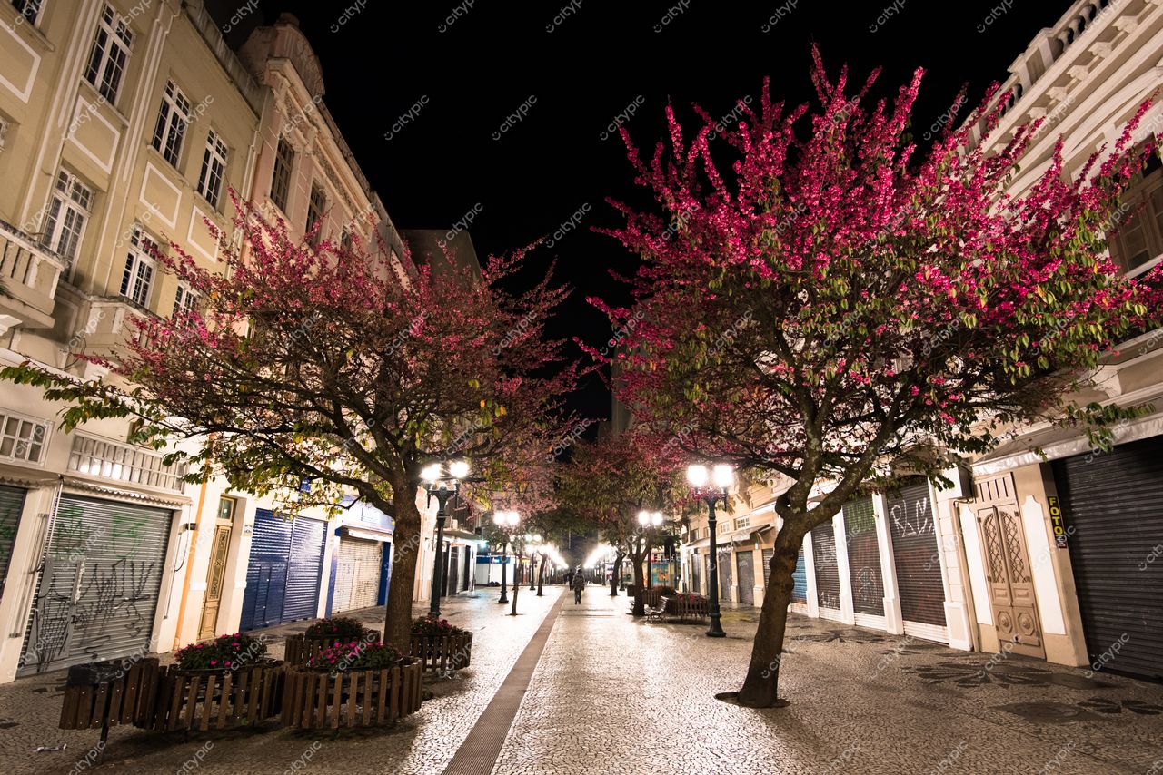 Curitiba, Paraná, rua tranquila à noite com árvores floridas e fachadas arquitetônicas iluminadas em ambiente sereno