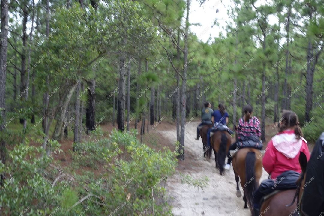 Florianópolis, Santa Catarina grupo de pessoas a cavalo em trilha cercada por vegetação densa em floresta iluminada