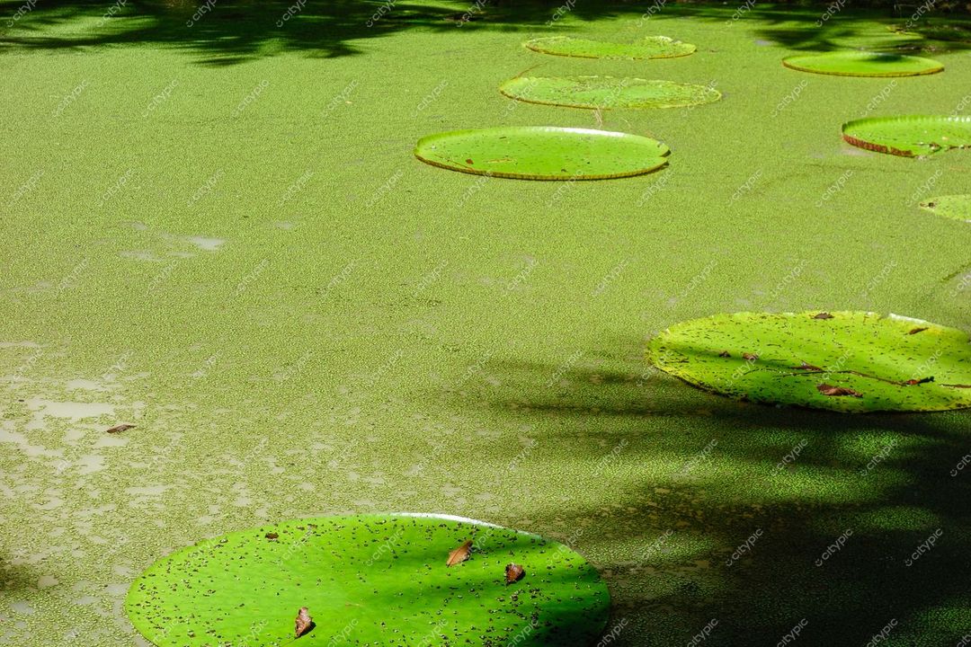 Manaus, Amazonas em dia ensolarado com superfície aquática coberta por vitória-régia e vegetação densa ao redor