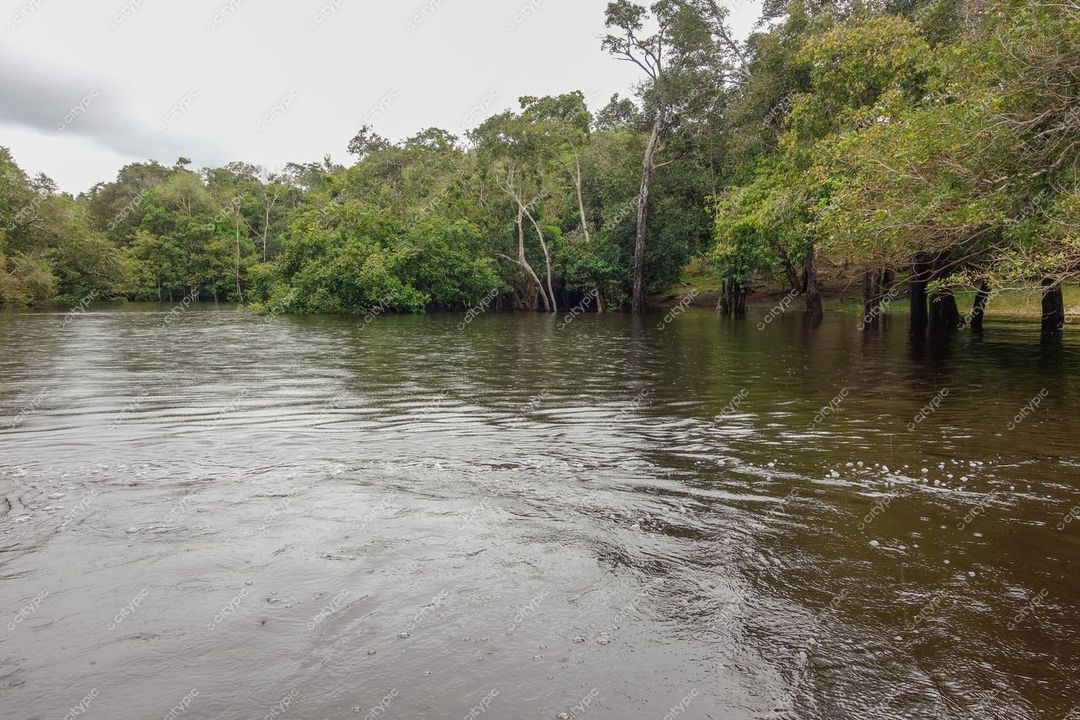Manaus, Amazonas, vegetação exuberante e corpo d’água calmo sob céu nublado em ambiente tranquilo e sem presença humana