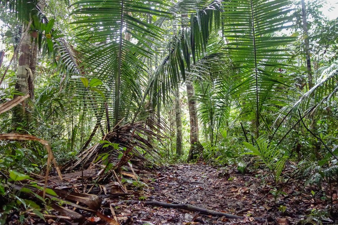 Manaus, Amazonas, caminho estreito entre densa vegetação com palmeiras e iluminação suave em dia nublado