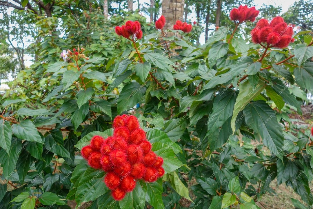 Manaus, Amazonas com arbusto florido de flores vermelhas e vegetação densa em luz suave do início da manhã