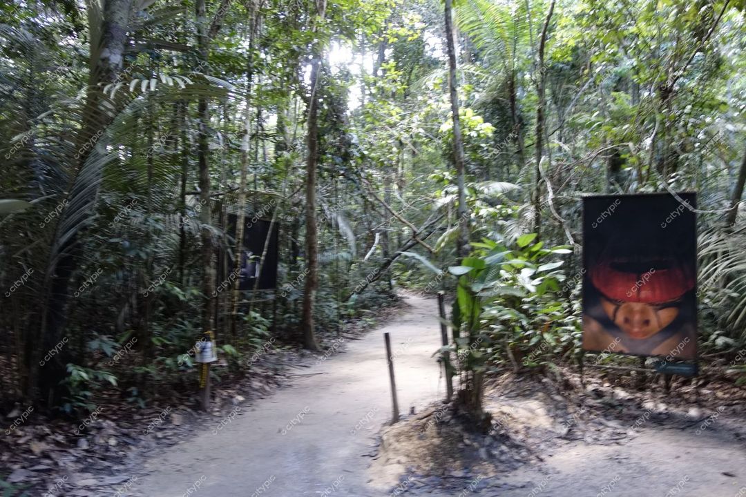 Manaus, Amazonas, caminho de terra batida cercado por vegetação densa e painéis artísticos sob luz suave da floresta