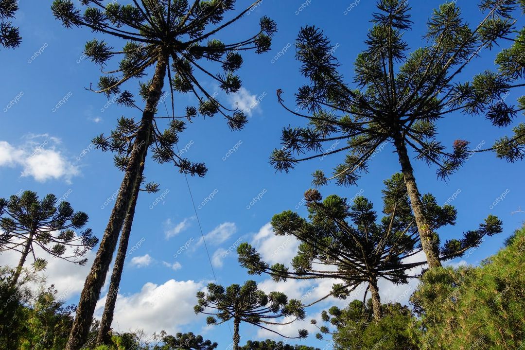 Cambará do Sul, Rio Grande do Sul, árvores de araucária em primeiro plano sob céu azul com nuvens brancas dispersas