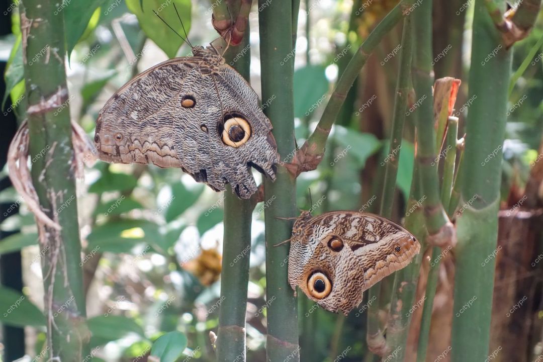 Manaus, Amazonas captura de borboletas Caligo em hastes de bambu com vegetação densa e luz natural suave