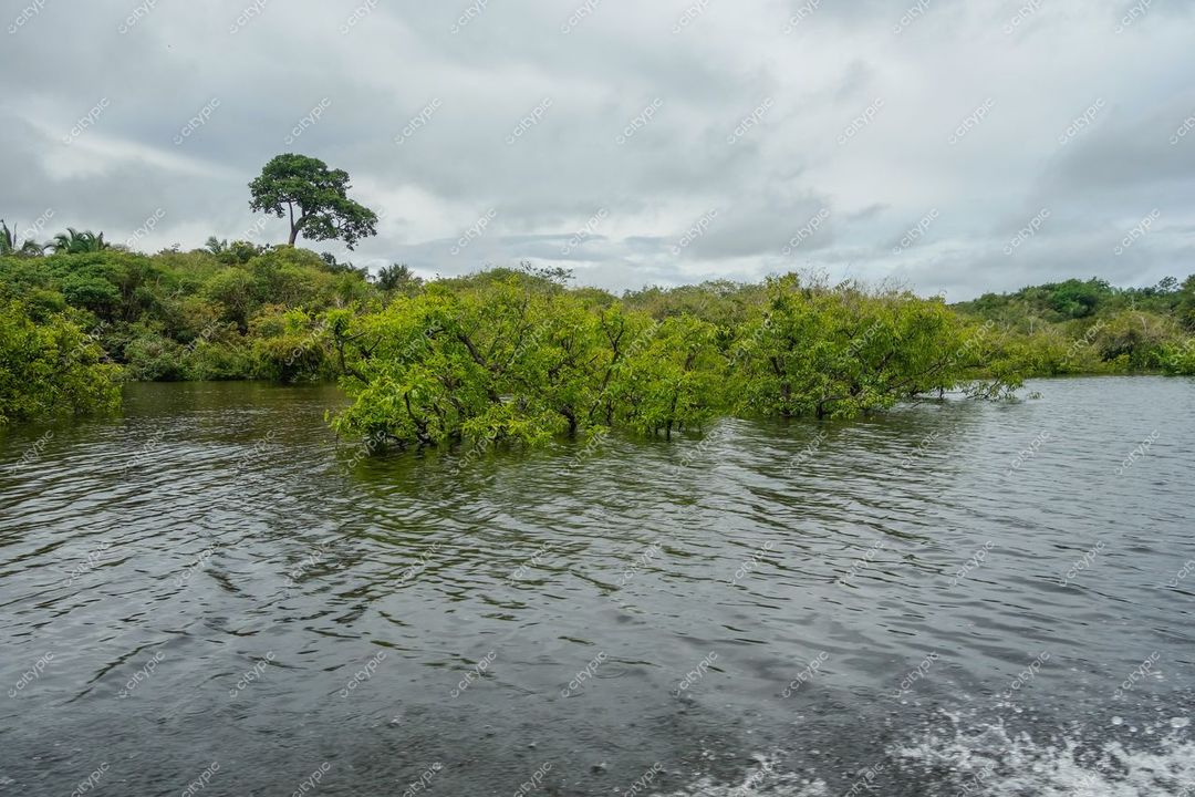 Manaus, Amazonas, vegetação exuberante à beira de corpo d’água em dia nublado com reflexos no espelho d’água