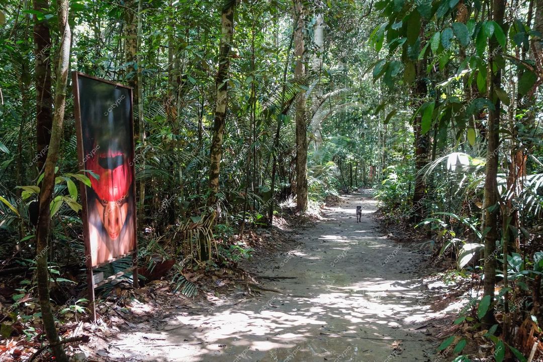 Manaus, Amazonas, caminho de terra na floresta com painel vibrante e luz do sol filtrada entre as folhas