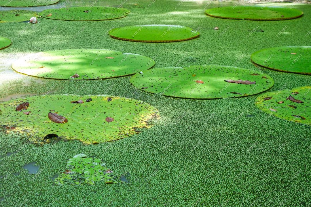Manaus, Amazonas, superfície de lago com vitória-régia e vegetação densa sob luz natural em clima tropical