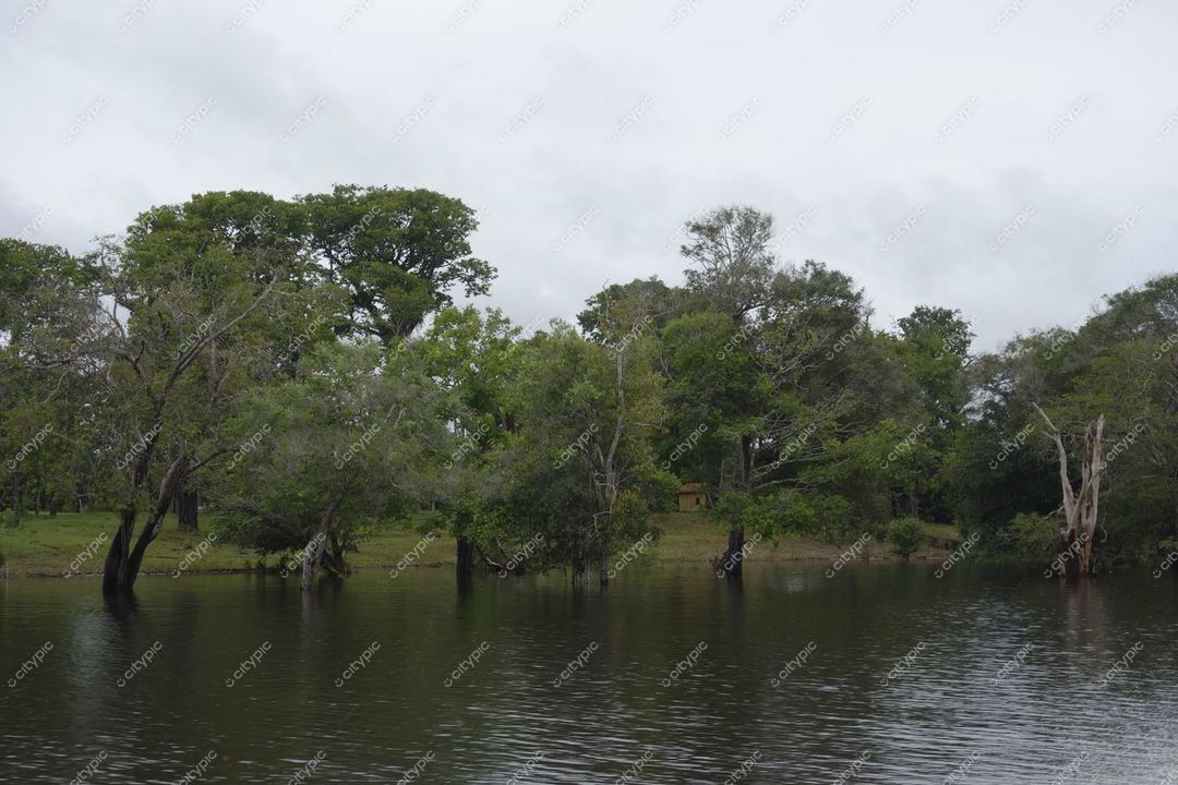 Manaus, Amazonas, vegetação densa refletida em água calma sob céu nublado em ambiente tropical sereno