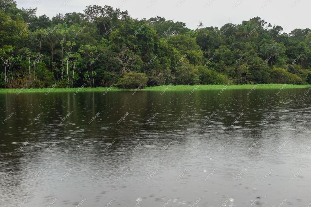 Manaus, Amazonas, vista serena da floresta amazônica com rio de águas escuras e vegetação vibrante em dia nublado