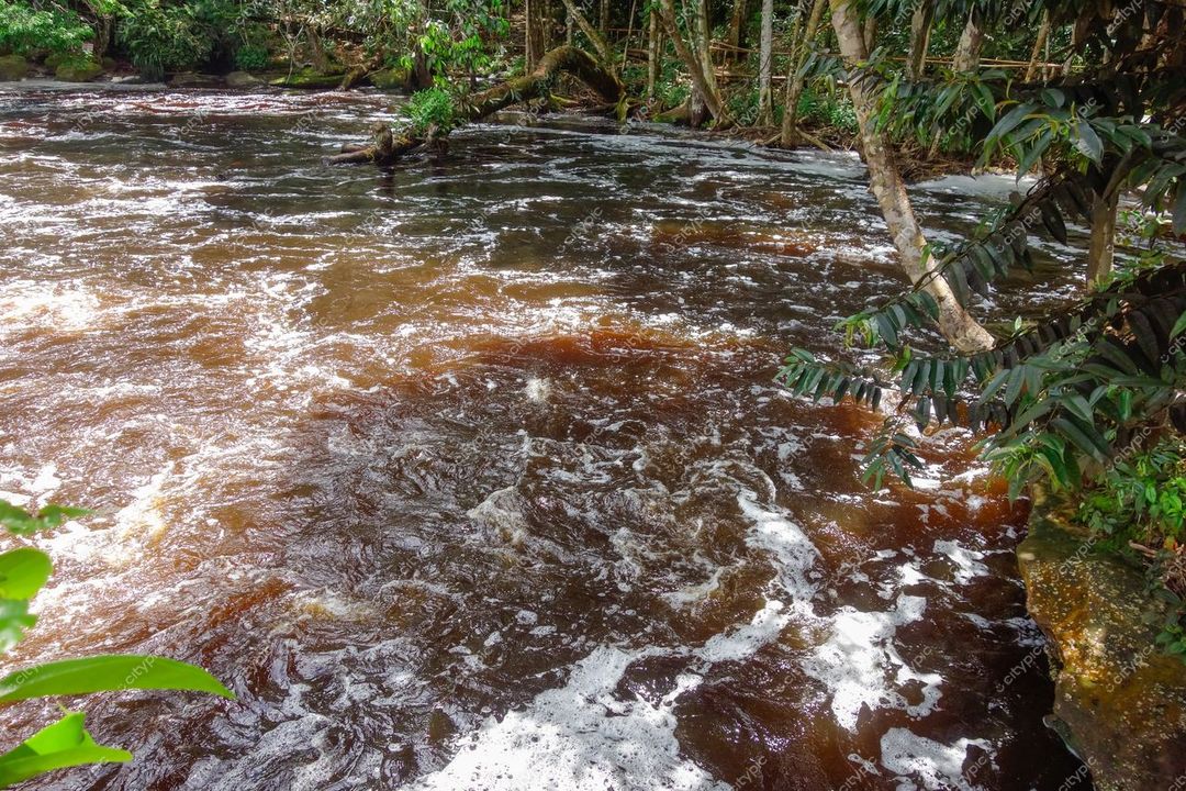 Presidente Figueiredo, Amazonas, rio com água escura e espuma, cercado por densa vegetação nativa durante o dia