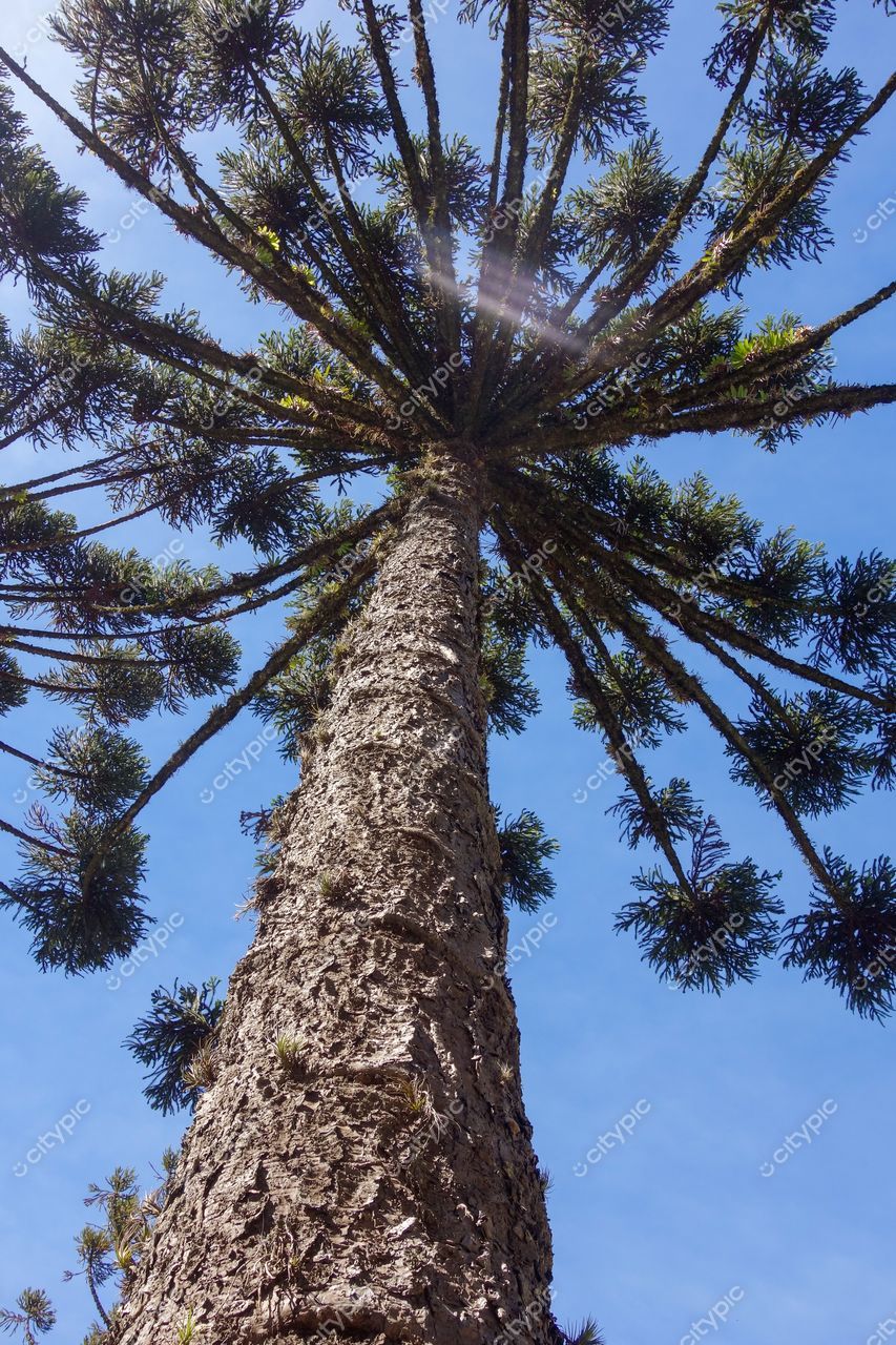 Gramado, Rio Grande do Sul, araucária vista de baixo com céu azul e folhas verdes em dia ensolarado