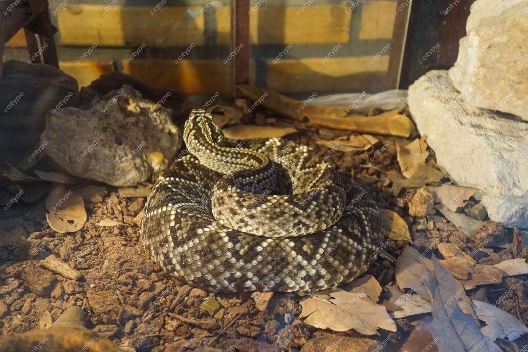 Manaus, Amazonas cobra em terrário com iluminação suave destaca padrões escamosos e vegetação típica da região