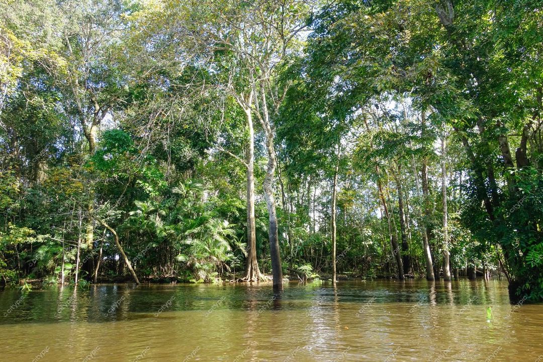 Manaus, Amazonas, vista serena da floresta tropical com vegetação densa e reflexos no rio em dia claro