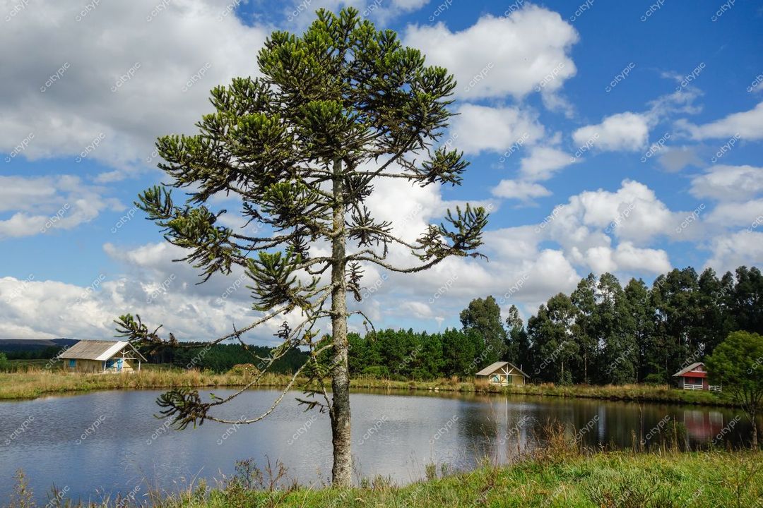 Cambará do Sul, Rio Grande do Sul, pinheiro-do-paraná à beira de lago sereno com residências e vegetação nativa