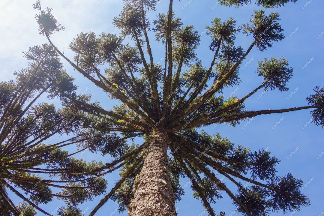 Gramado, Rio Grande do Sul vista de baixo para cima de uma araucária sob céu azul em dia ensolarado