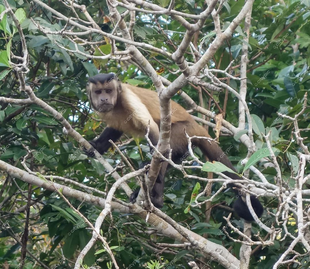 Manaus, Amazonas, macaco-prego em galhos de árvores na densa vegetação sob luz diurna da floresta tropical