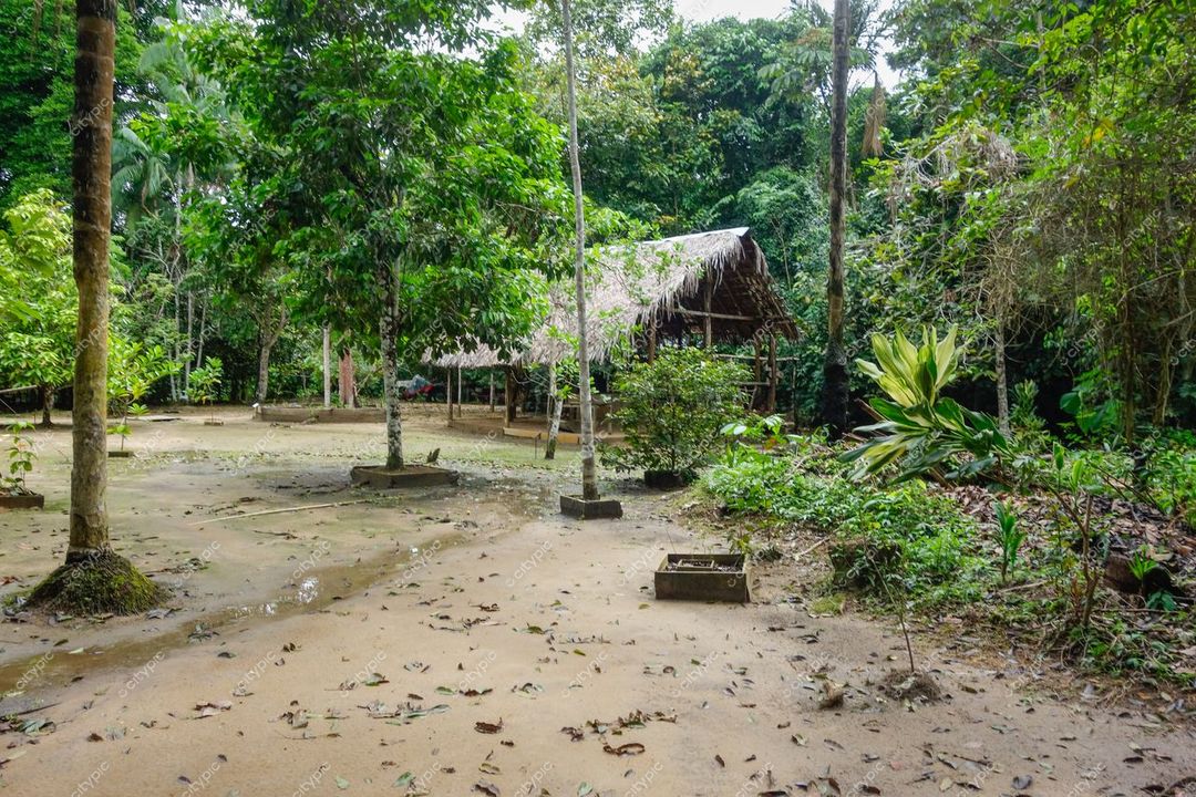 Manaus, Amazonas, vista serena da selva com construção de palha e madeira cercada por vegetação tropical exuberante