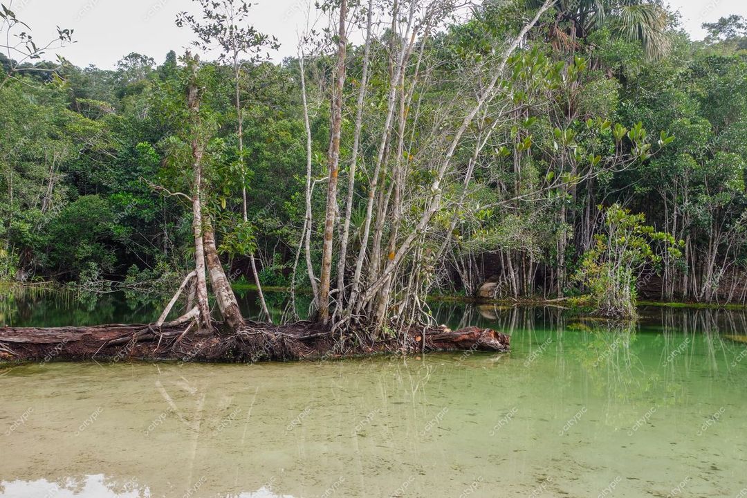 Presidente Figueiredo, Amazonas, corpo de água límpida verde cercado por vegetação densa e iluminação suave diurna