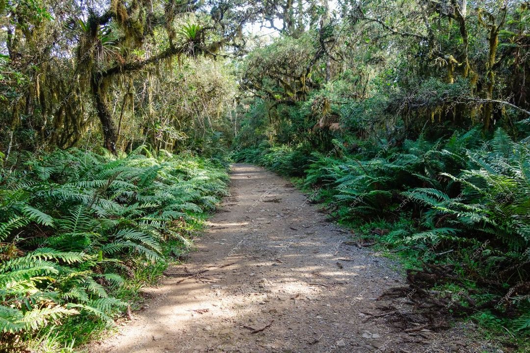 Cambará do Sul, Rio Grande do Sul, caminho de terra estreito cercado por densa vegetação e iluminação suave
